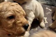 $550 : cachorros Goldendoodle disponi thumbnail