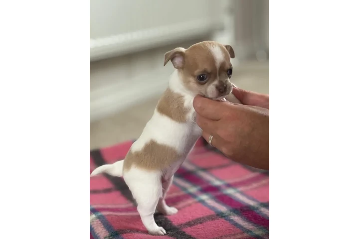 $310 : Two amazing chihuahua ready image 1