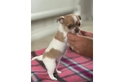 Two amazing chihuahua ready en Las Vegas