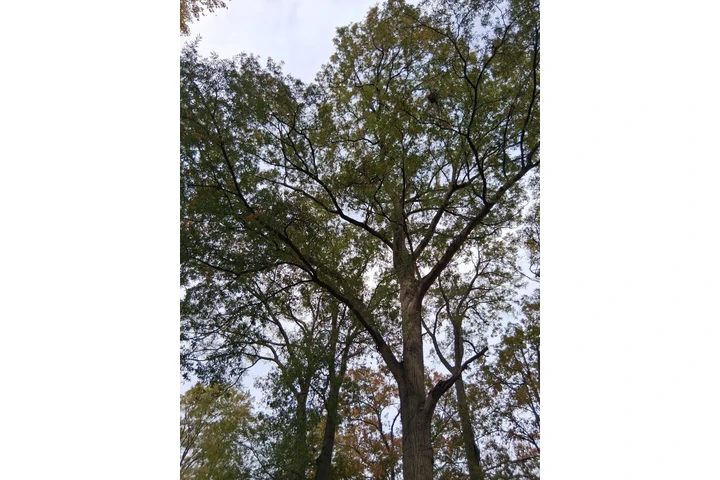 Professional Landscaping image 3