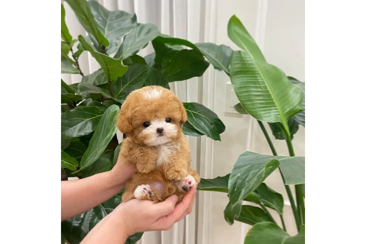 $450 : Teacup Poodle puppy for sale image 2