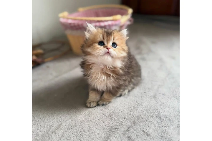 $280 : Two Persian Ready image 2