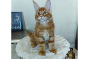 Maine Coon de calidad disponib en Chicago
