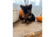 Yorkies a la venta en New York