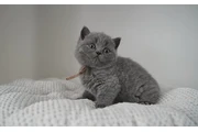 Grey BSH For Sale en Chicago