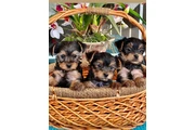 Cute Yorkie and Maltes Puppies en Miami