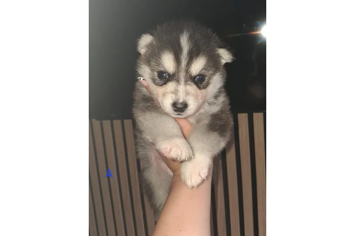 $200 : Super Pomsky puppes for adopt image 2