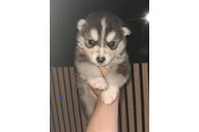 $200 : Super Pomsky puppes for adopt thumbnail