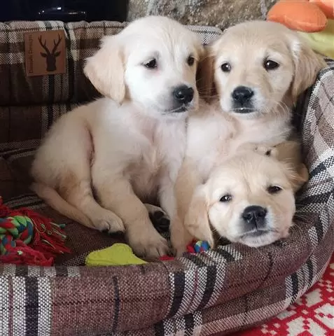 $600 : Golden Retriever puppies image 2