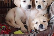$600 : Golden Retriever puppies thumbnail