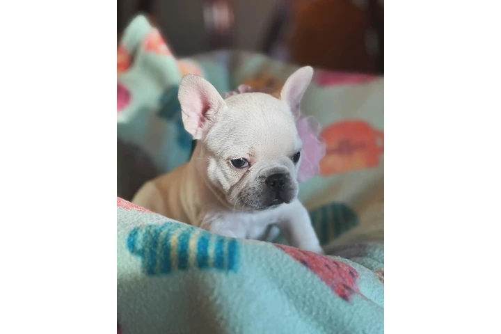 Smart Fluffy Frenchies puppies image 5