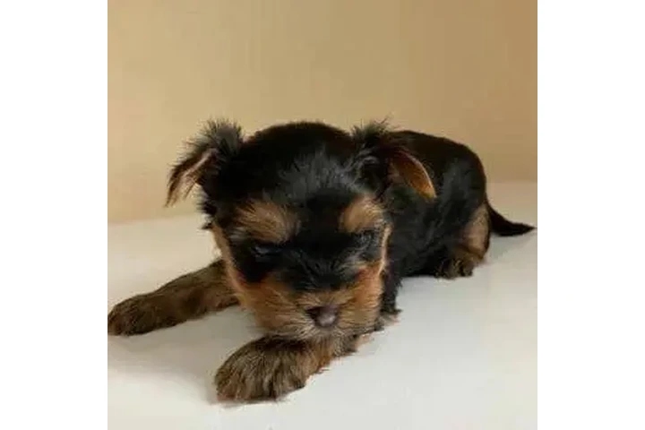 Teacup & Toy Yorkie Puppies image 3