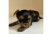 Teacup & Toy Yorkie Puppies thumbnail