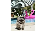 $350 : Pomerania en venta thumbnail