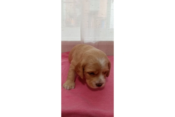 $700 : Cocker spaniels image 4
