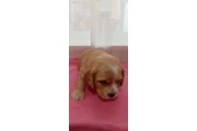 $700 : Cocker spaniels thumbnail