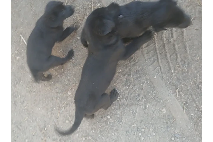$200 : perros labradores image 1