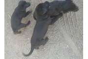 perros labradores en Los Angeles