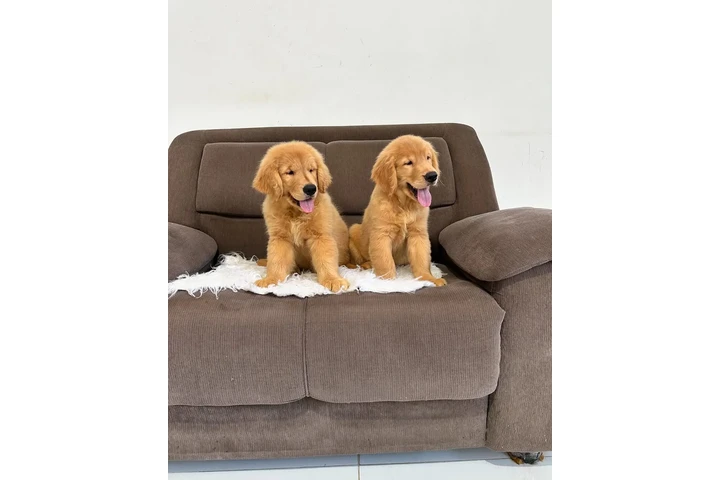 $400 : Cute Golden Retriever Puppies image 3