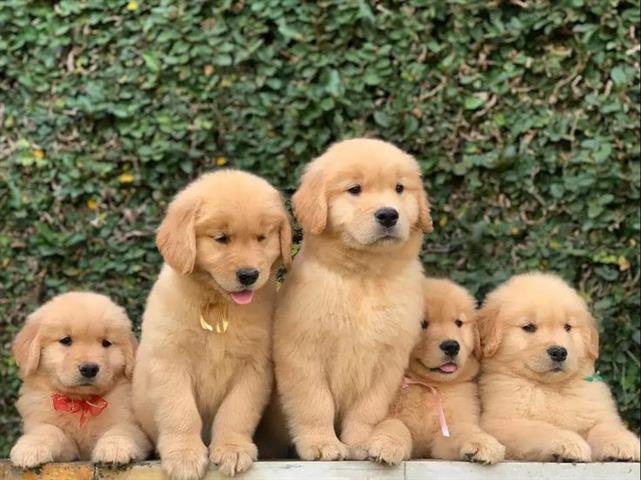 $500 : Cachorros de golden retriever image 2