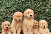 $500 : Cachorros de golden retriever thumbnail