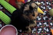 $750 : Organize Yorkie Pups Credit Ye thumbnail