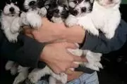 Bichon Maltese Macho y Hembras en Los Angeles