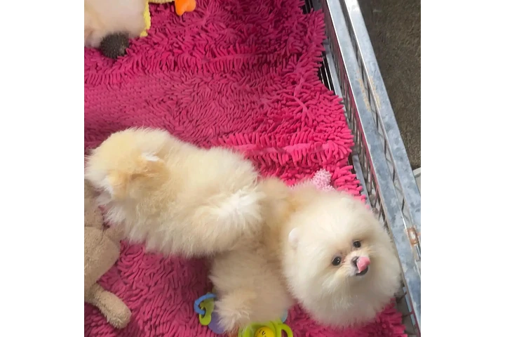 $350 : cachorros de pomerania image 3