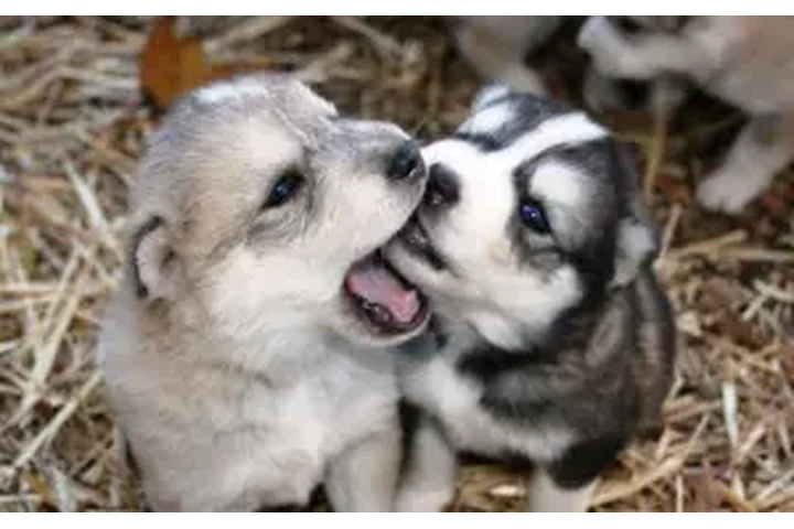 $1 : Huskies siberianos de ojos azu image 1