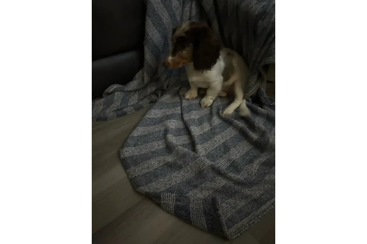 $2000 : Dapple pied miniature dachshun image 3