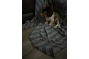 $2000 : Dapple pied miniature dachshun thumbnail