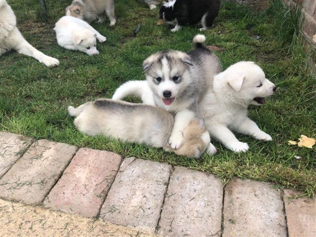 $650 : Husky puppies! image 2