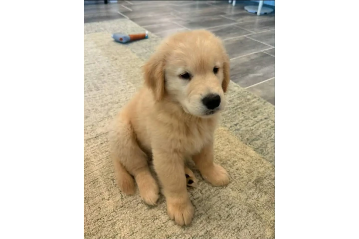 $350 : Cachorros Golden Retriever image 6