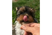Yorkshire terrier miniature en Boston