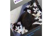 Cachorros Husky Siberianos thumbnail