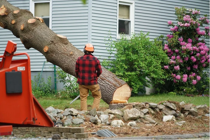 TranquiliTree Expert Tree Care image 4