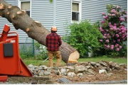 TranquiliTree Expert Tree Care thumbnail