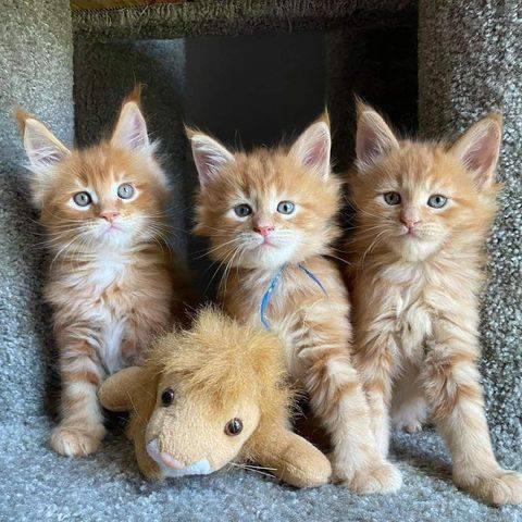 $500 : Cute Maine Coon kittens image 4