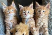 $500 : Cute Maine Coon kittens thumbnail