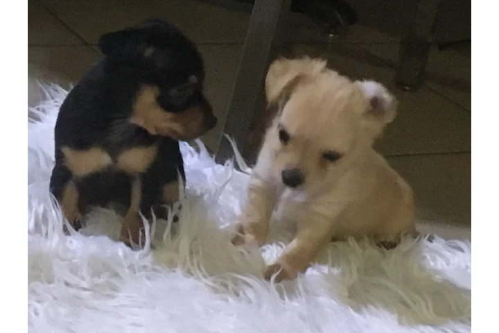 $350 : Perros Chihuahuas image 9