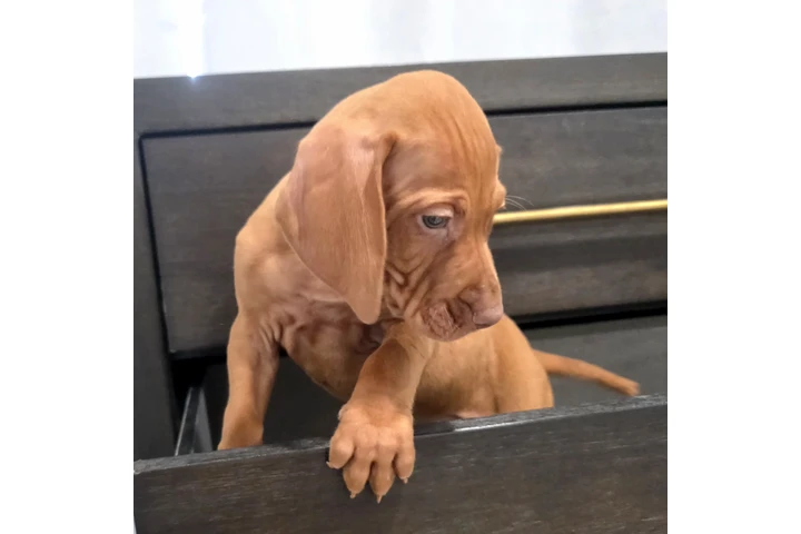 $1000 : 🐾 Cachorros Viszlas disponibl image 2