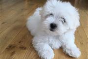 $500 : Cachorros malteses miniatura thumbnail