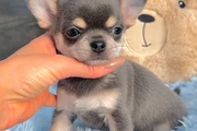 $250 : Cacharro Chihuahua thumbnail