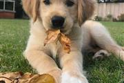 $250 : Cachorros de golden retriever thumbnail