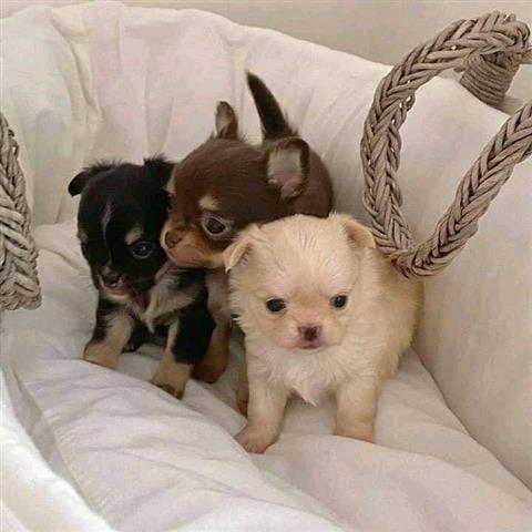 $450 : chichuahua puppy ready to sale image 1