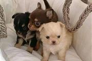 chichuahua puppy ready to sale