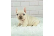 $250 : hermosos Bulldog francés thumbnail