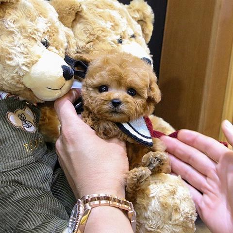 $350 : MALTIPOO EN VENTA image 4