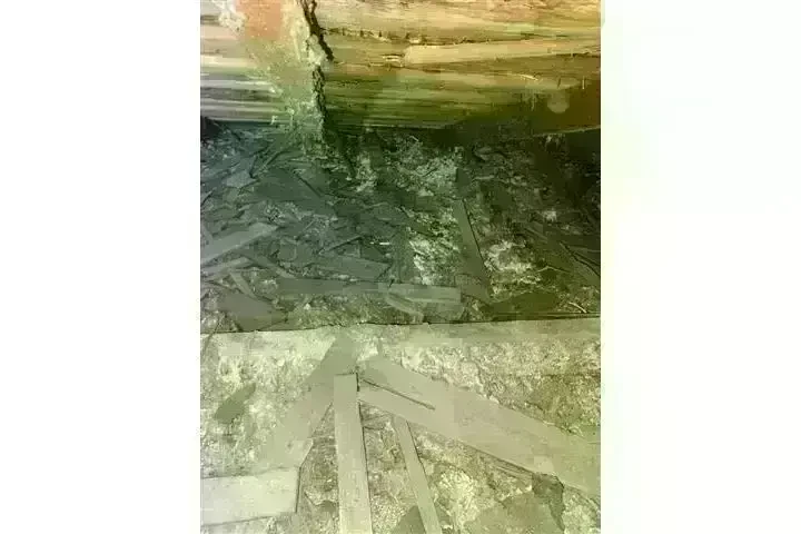 PEST CONTROL image 2