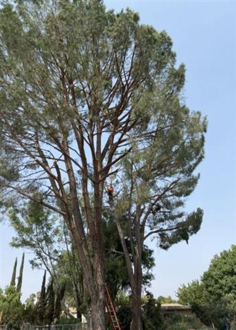 Mosi's Tree Service image 3